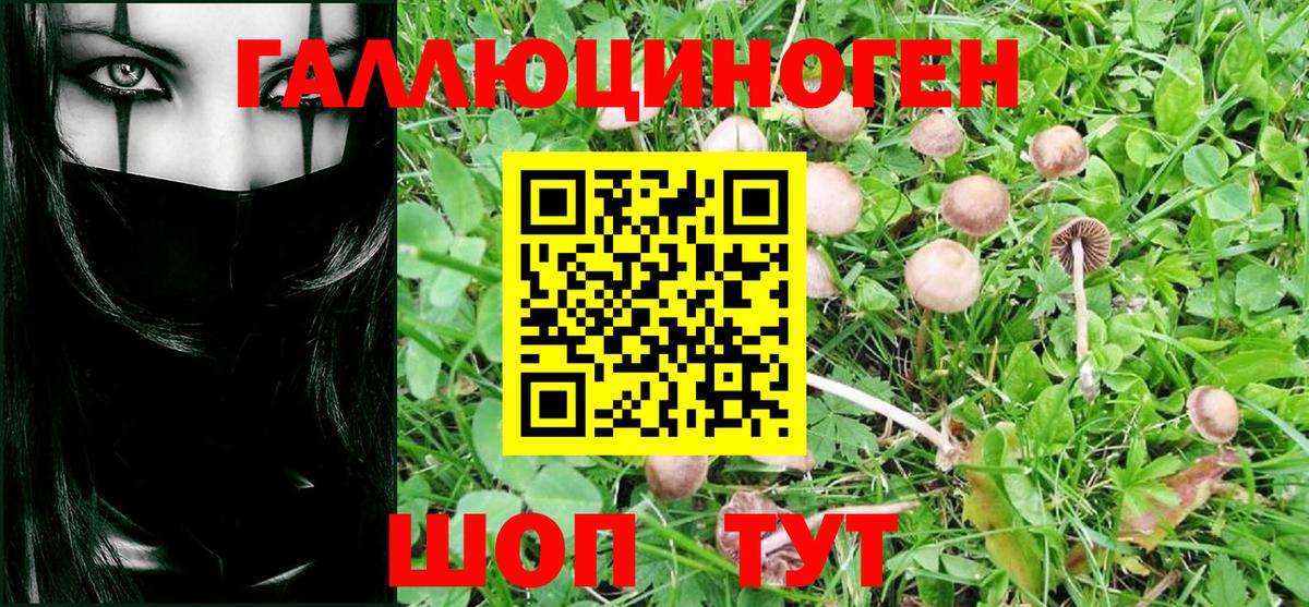 Галлюциногенные грибы Psilocybe Тамбов